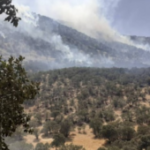 آتش‌ به جان جنگل‌های سرخه دیزه دالاهو افتاد/ تلاش برای اطفای حریق ادامه دارد