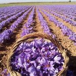 پیش بینی صادرات ۲۰۰ تن زعفران/ هر کیلو گرم زعفران ایرانی در بازار جهانی ۹۰۰ تا ۱۲۰۰ دلار