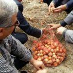 آزمایش سیب‌زمینی‌های جنجالی زیر لنز دوربین‌ها /بزرگنمایی یک روال