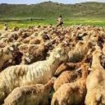 حمله خرس به گله گوسفندان در گیلانغرب صحت ندارد