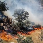 عاملان آتش‌سوزی منابع طبیعی در کرمانشاه باید مجازات شوند