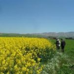 كنترل عوامل خسارتزای كلزا در شهرستان اسلام آبادغرب