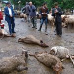 آب آلوده به سموم کشاورزی ۷۲ رأس گوسفند را در ماهی‌دشت تلف کرد