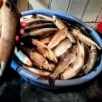 پساب کارخانه عامل اتلاف هزاران ماهی در رودخانه قره سو؛ درخواست محیط زیست برای پلمب کارخانه