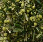 پیش بینی تولید ۳۰۰۰ تن زیتون از باغات ریجاب دالاهو