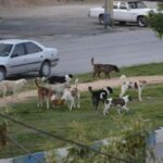 جولان سگ‌های ولگرد در کلان‌شهر بی‌کلانتر کرمانشاه