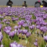 کرمانشاه در مسیر تبدیل‌شدن به قطب تولید زعفران