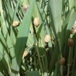 هشدار درباره طغیان آفت سن گندم در کرمانشاه؛ کشاورزان سریعاً اقدام کنند