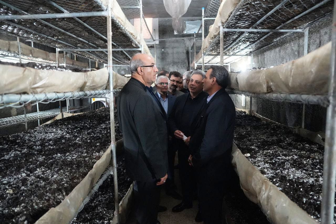بازدید استاندار کرمانشاه از مجتمع قارچ ماهیدشت/ بررسی و پیگیری میدانی برای رونق تولید