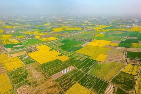 رفع تداخل بیش از 95 درصد اراضی کشاورزی کرمانشاه